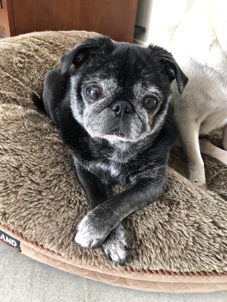 /images/uploads/pug nation rescue of los angeles/pugnation2021/entries/15229thumb.jpg